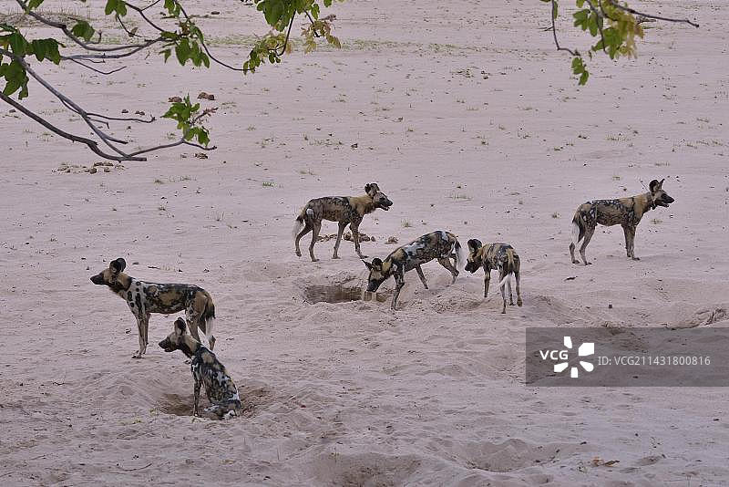 赞比亚南卢安瓜国家公园的非洲野犬图片素材
