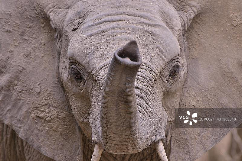 赞比亚南卢安瓜国家公园中举起象鼻的非洲象图片素材