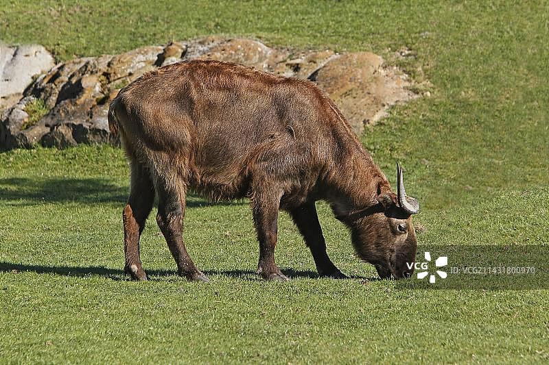 成年羚牛吃草图片素材