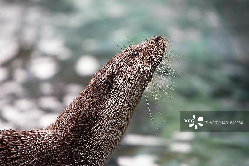 法国南部比利牛斯山的欧洲水獭图片素材