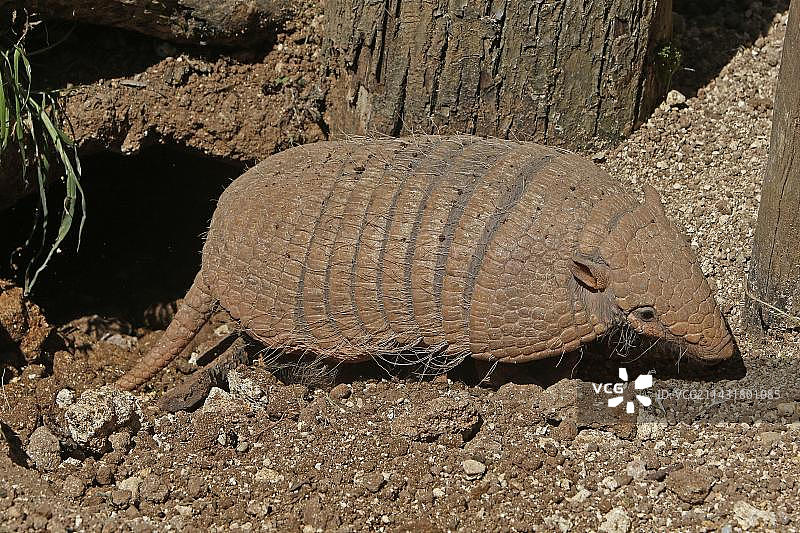 站在洞穴入口处的六带犰狳成年个体图片素材
