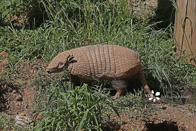 站在洞穴入口处的六带犰狳成年个体图片素材