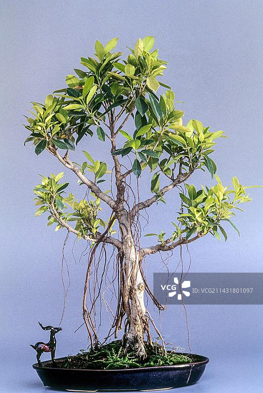 盆景(榕属小熊猫)中国榕树，马来亚榕树，印度月桂，窗帘无花果，加珠玛鲁，风格榕树，印度，亚洲图片素材