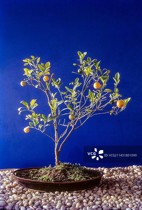 中国柑橘盆景树，产自印度图片素材