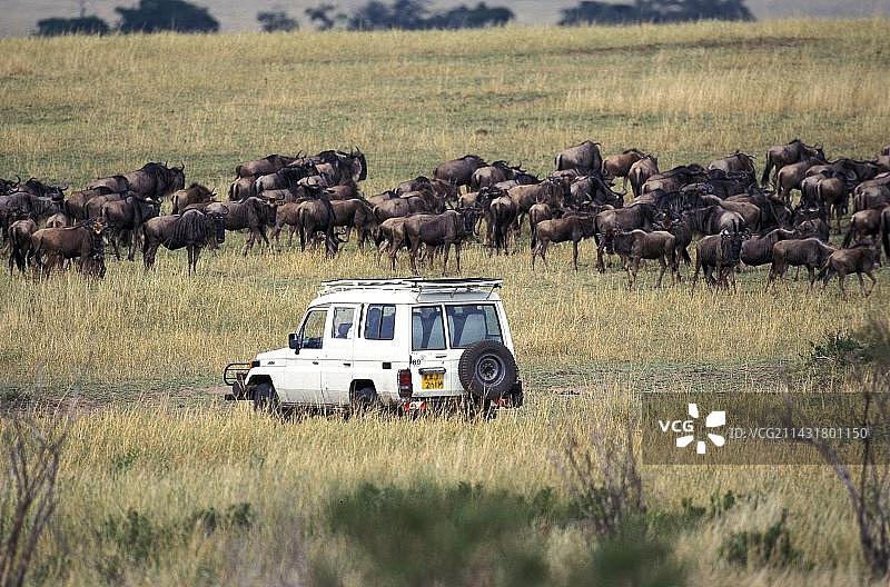 肯尼亚马赛马拉公园的蓝角马摄影图片素材