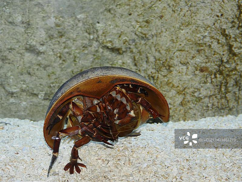 大西洋鲎图片素材