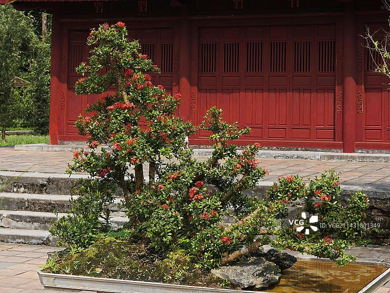 越南顺化皇城盛开盆景图片素材