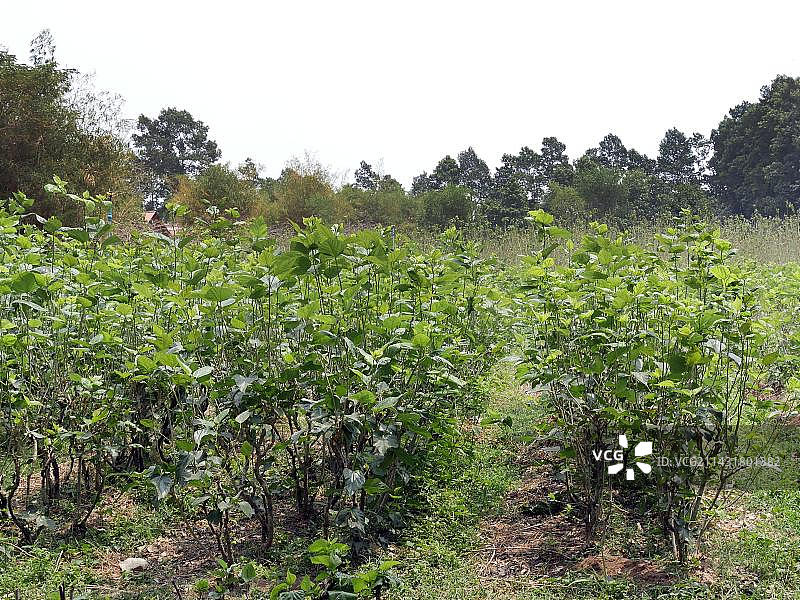 柬埔寨暹粒省的桑树种植园，丝绸工艺和蚕的养殖图片素材
