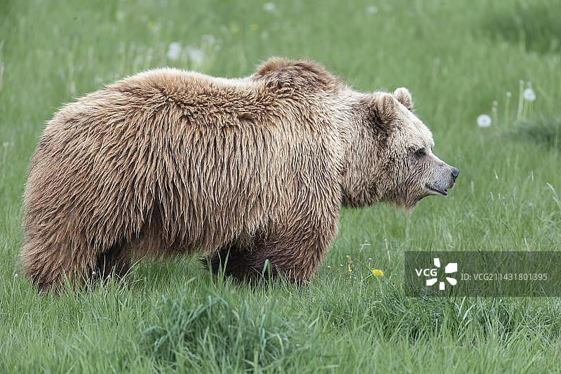 棕熊在德国巴伐利亚的草地上图片素材