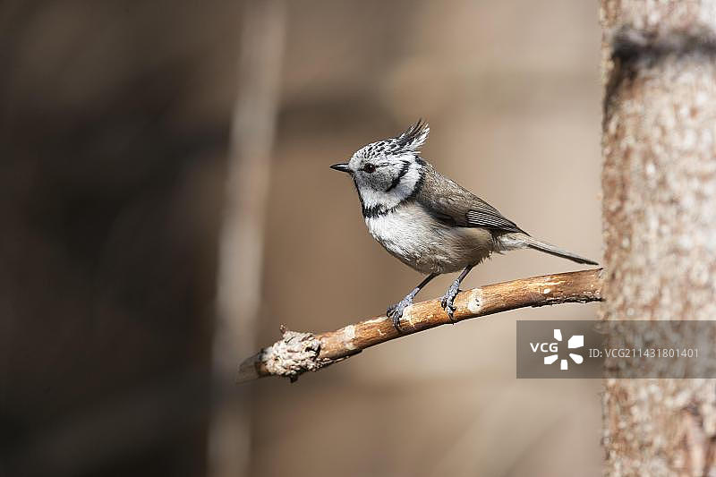 栖息在树枝上的凤头山雀，德国巴伐利亚图片素材