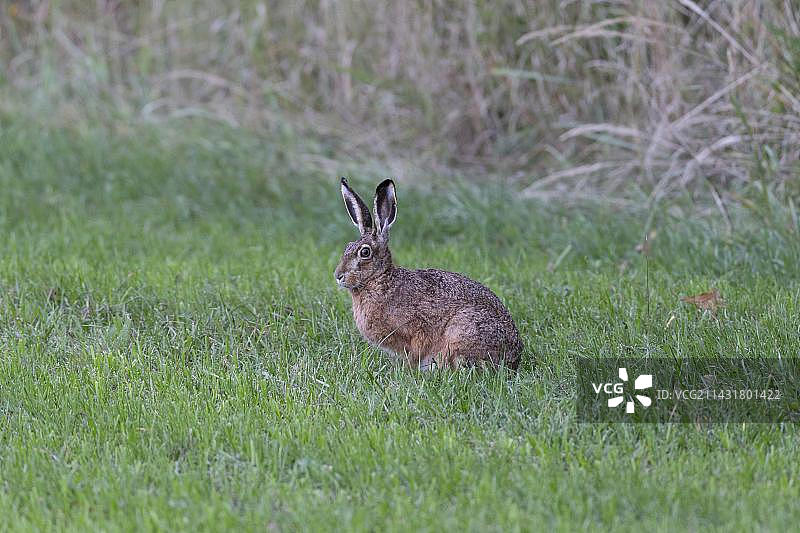 欧洲野兔坐在德国巴伐利亚的草地上图片素材
