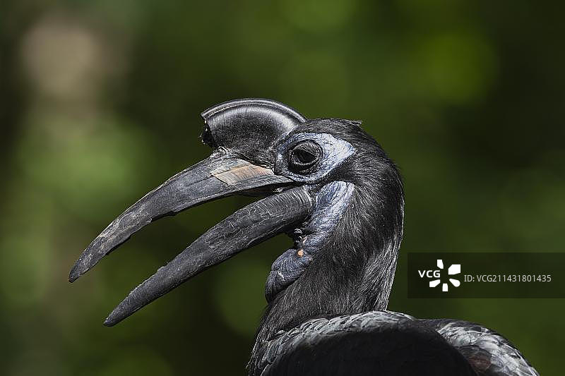北部地犀鸟（Bucorvus abyssinicus），德国巴伐利亚，欧洲图片素材