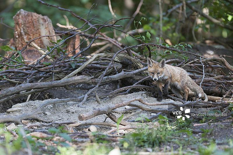 红狐幼崽在森林洞穴前（德国巴伐利亚）图片素材