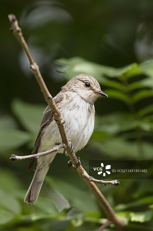 成年斑点鹟栖息在德国巴伐利亚的树枝上图片素材