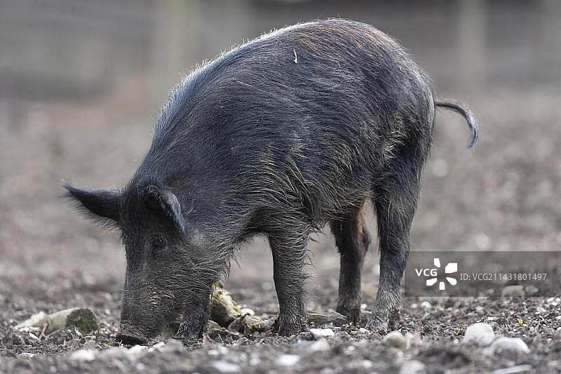 野猪在德国巴伐利亚觅食图片素材