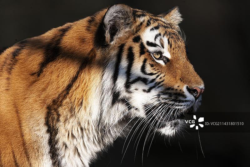 警惕的东北虎图片素材