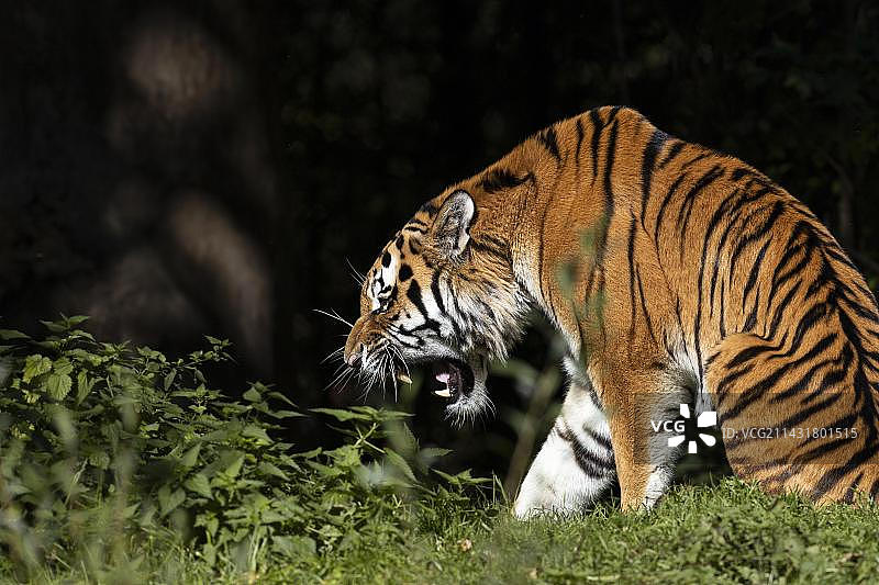 草丛中威胁性的西伯利亚虎（东北虎）图片素材