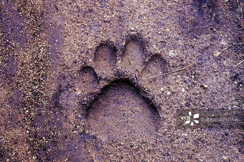 卡纳塔克邦纳加拉霍莱国家公园的老虎爪印，印度南部，亚洲图片素材