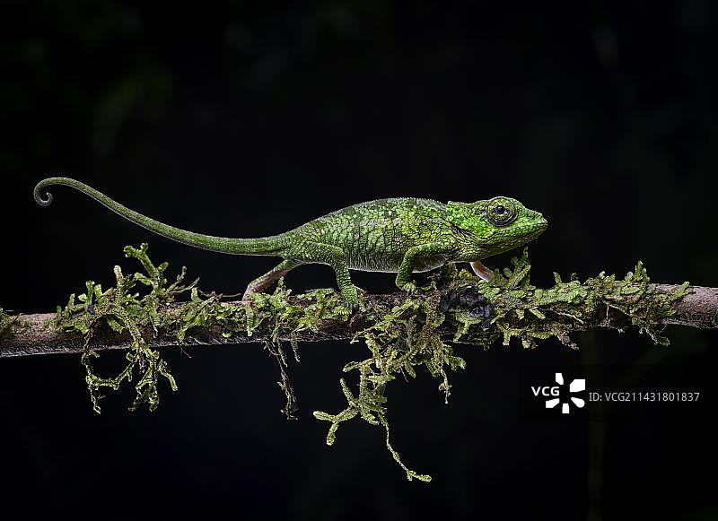 马达加斯加东北部雨林中的变色龙幼体图片素材