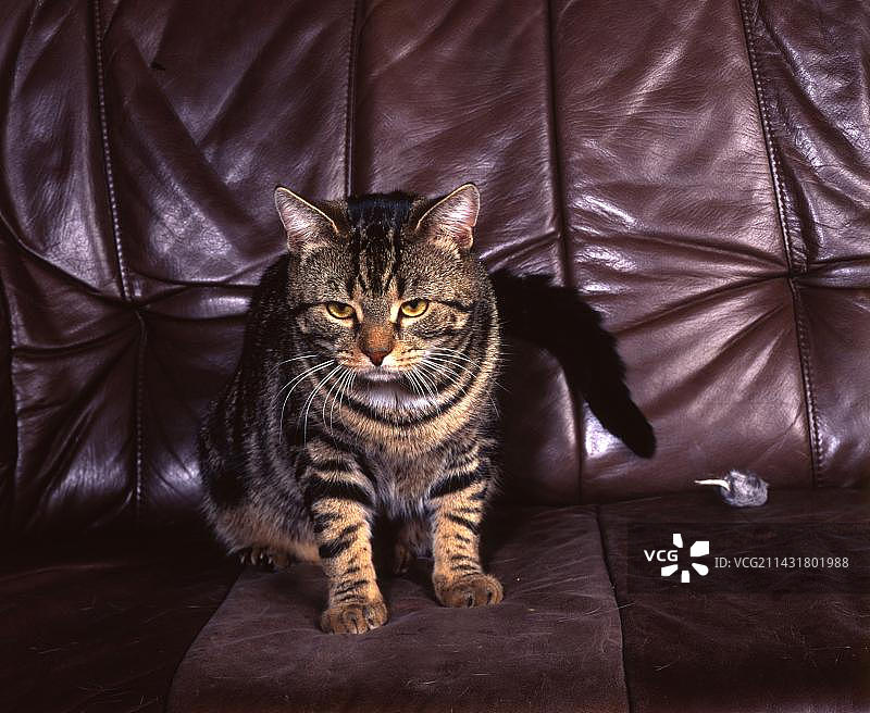 在德国伊瑟隆玩耍的猫（1995年4月11日）图片素材
