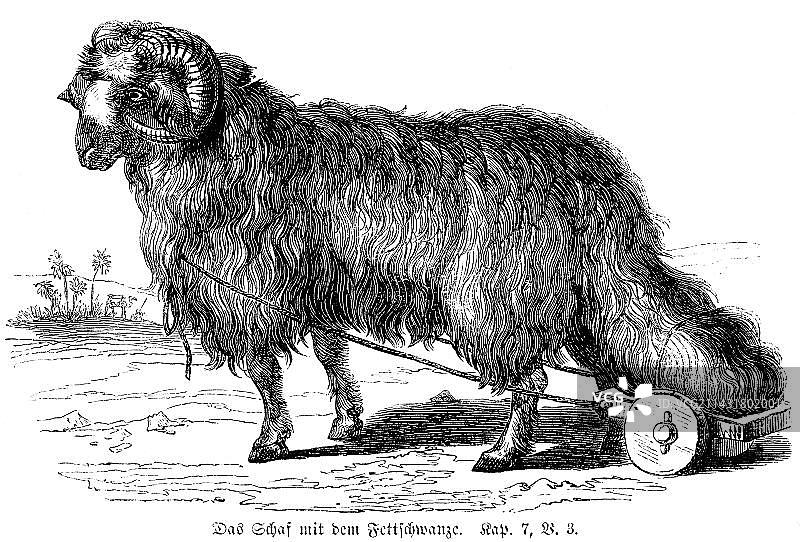 肥尾羊历史插画图片素材