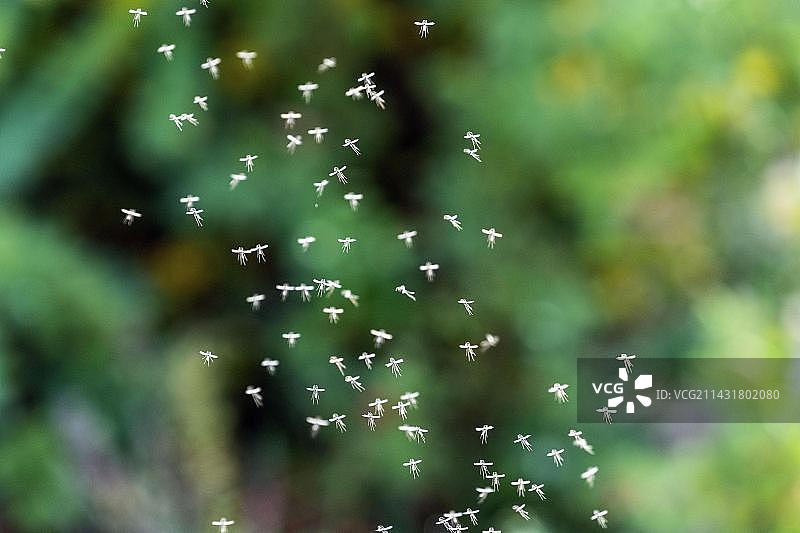 德国冬季摇蚊昆虫群图片素材