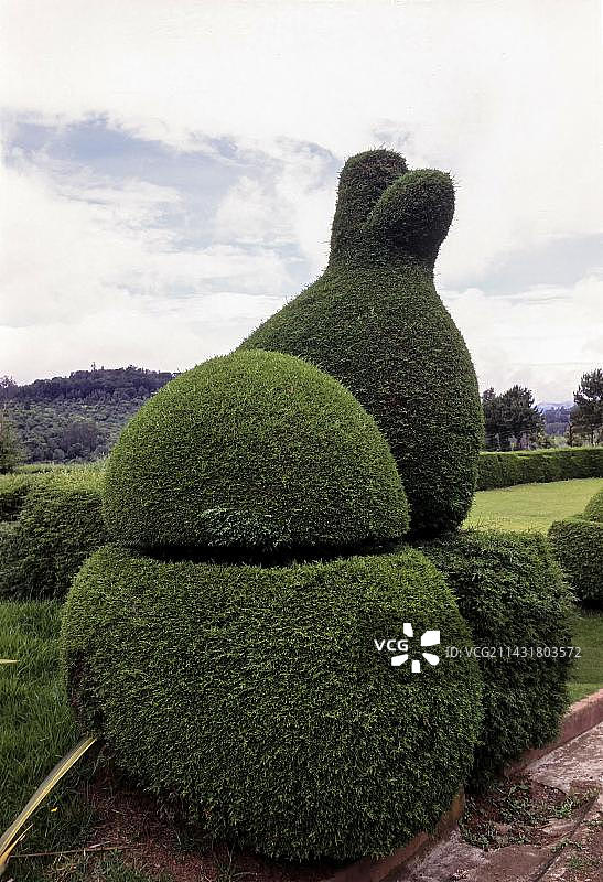 树木修剪艺术（巨柏），该植物在印度南部泰米尔纳德邦乌蒂乌达加曼达兰尼尔吉斯用于制作动物造型图片素材