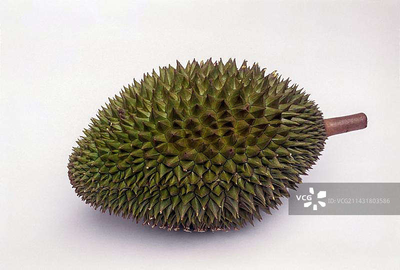 黄色榴莲（Durio graveolens），尼尔吉斯，泰米尔纳德邦，南印度，印度，亚洲图片素材