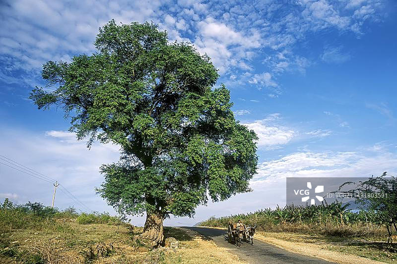 印度泰米尔纳德邦路边的罗望子树图片素材