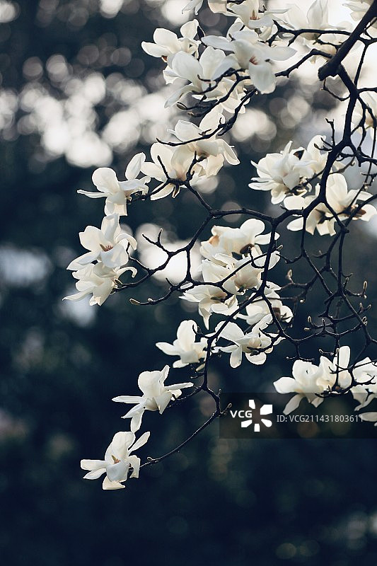 春天的玉兰花盛开图片素材