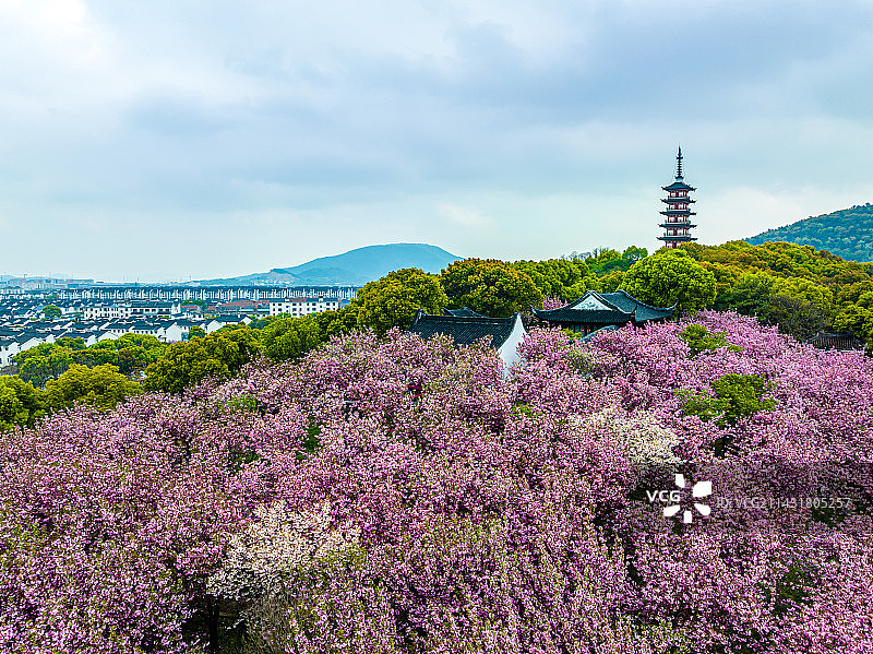 苏州光福，铜观音寺，春天晚樱花开，航拍图片素材