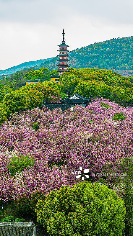 苏州光福，铜观音寺，春天晚樱花开，航拍图片素材