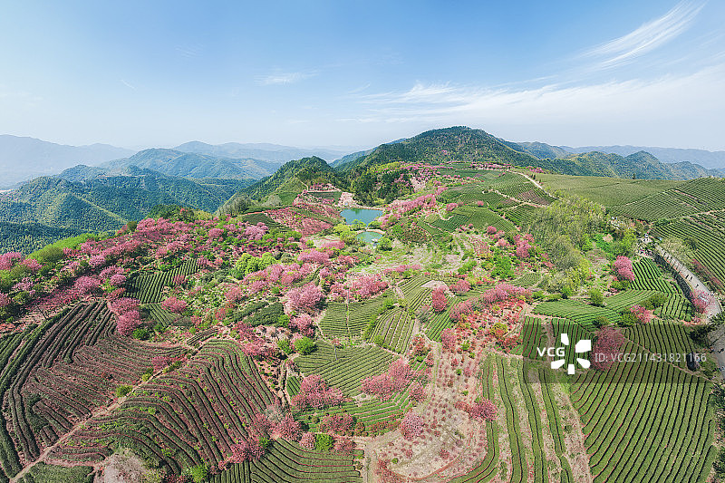 余姚四明山大岚镇姚江源春天茶园樱花全景图片素材