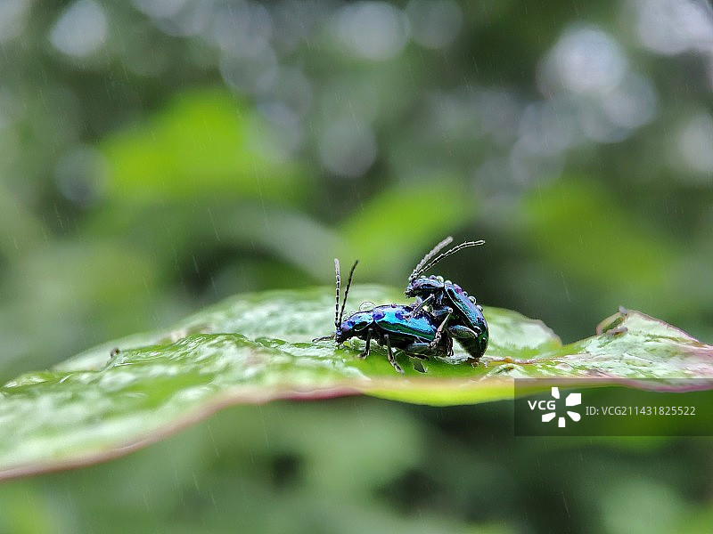 树叶上的甲虫特写镜头图片素材
