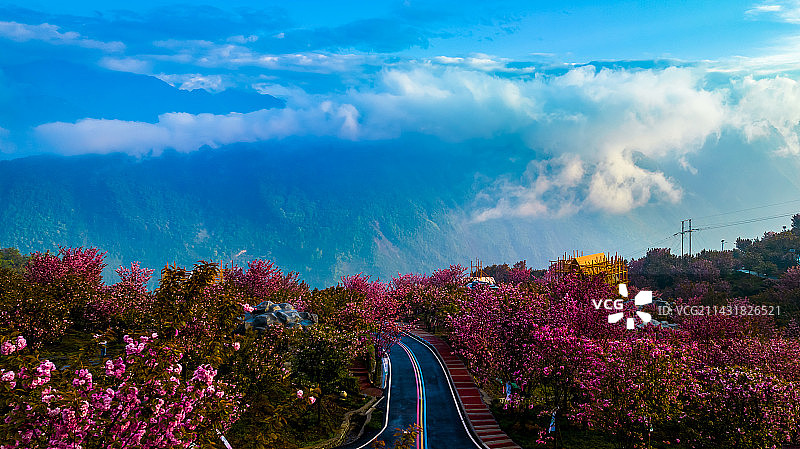 赵公福地樱花图片素材