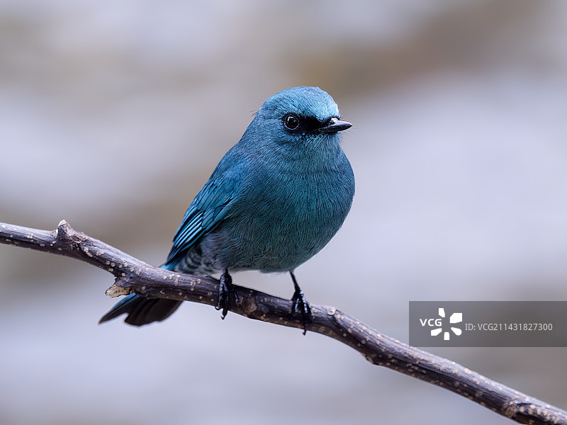 铜蓝鶲图片素材