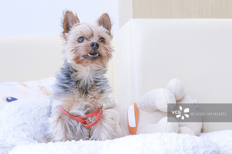 约克夏犬图片素材