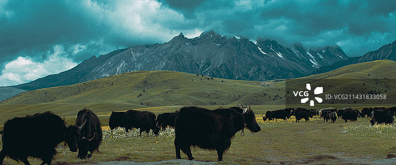 格聂草原理塘图片素材