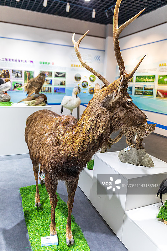 梅花鹿标本图片素材