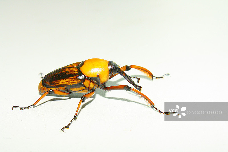 大竹象甲白色背景图片素材