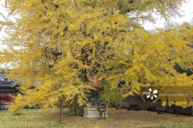 古观音禅寺的银杏树图片素材