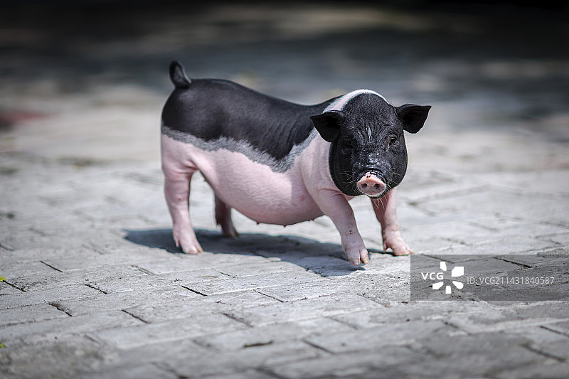 小香猪图片素材