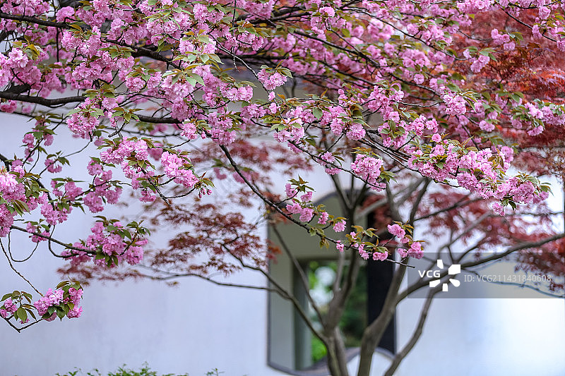 无锡路边的晚樱图片素材