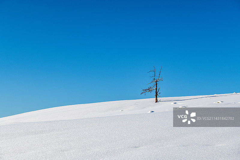 新疆冬季雪地里的孤独的树图片素材
