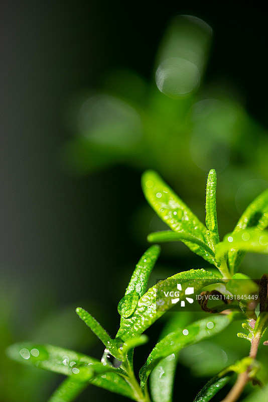 立春雨水香草迷迭香图片素材