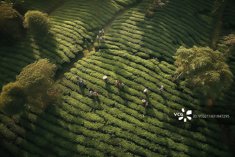 采茶图片素材