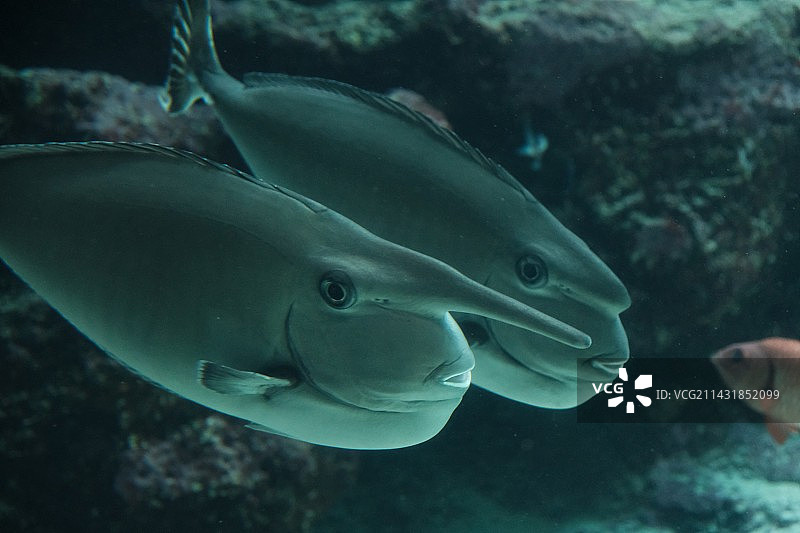 冲绳美丽海水族光图片素材