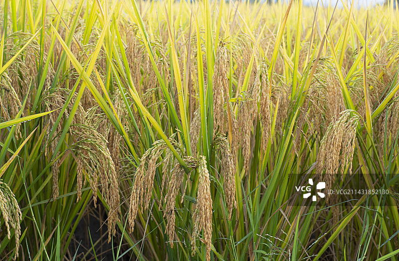 水稻 稻穗图片素材