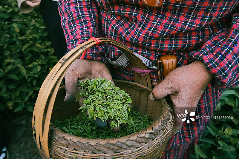 采茶图片素材