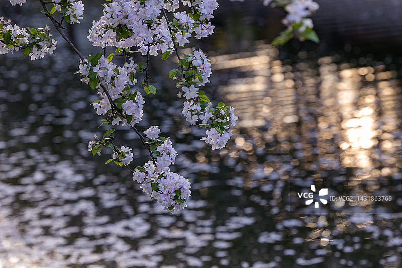 海棠花开图片素材